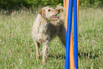 mongrel at agility