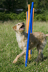 mongrel at agility