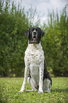 sitting Great-Dane-Mongrel