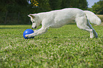 playing Maremma-Sheepdog-Mongrel