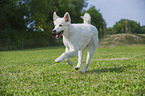 running Maremma-Sheepdog-Mongrel