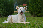 lying Maremma-Sheepdog-Mongrel