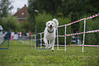 running Maremma-Sheepdog-Mongrel