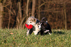 2 Akita-Inu-Mongrel Puppies