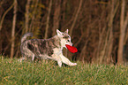 playing Akita-Inu-Mongrel Puppy