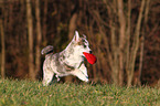 playing Akita-Inu-Mongrel Puppy