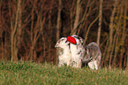 2 Akita-Inu-Mongrel Puppies