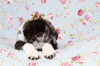 Akita-Inu-Mongrel Puppy