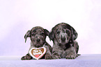2 Australian-Shepherd-Labrador-Mongrel Puppies