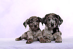 2 Australian-Shepherd-Labrador-Mongrel Puppies