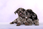 2 Australian-Shepherd-Labrador-Mongrel Puppies