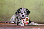 Australian-Shepherd-Labrador-Mongrel Puppy