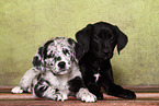 2 Australian-Shepherd-Labrador-Mongrel Puppies