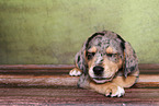 Australian-Shepherd-Labrador-Mongrel Puppy