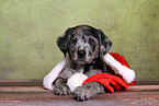 Australian-Shepherd-Labrador-Mongrel Puppy