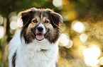 Border-Collie-mongrel portrait