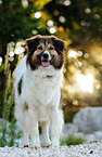 Border-Collie-Mongrel