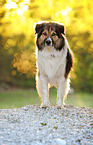 Border-Collie-Mongrel