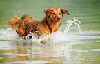 splashing Golden-Retriever-Mongrel