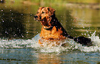 running Golden-Retriever-mongrel