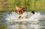 splashing Golden-Retriever-Mongrel