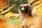 Munsterlander-Mongrel portrait