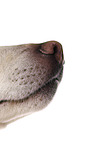 JRT-mongrel nose