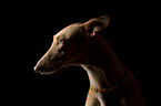 Galgo-Mongrel Portrait