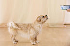 standing Tibetan-Spaniel-Mongrel