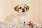 lying Tibetan-Spaniel-Mongrel