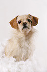 sitting Tibetan-Spaniel-Mongrel