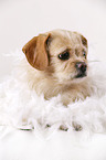 lying Tibetan-Spaniel-Mongrel