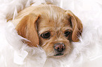 lying Tibetan-Spaniel-Mongrel