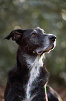 Labrador-Shepherd Portrait