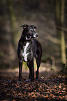 standing Labrador-Shepherd