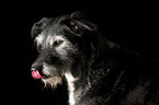 mongrel portrait