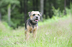 standing Border-Terrier-Mongrel