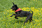 running mongrel