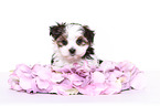 Biewer-Maltese-Mongrel Puppy