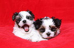 Biewer-Maltese-Mongrel Puppies