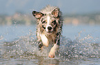 running Australian-Shepherd-Border-Collie-Mongrel