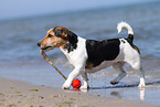 playing Jack-Russell-Mongrel