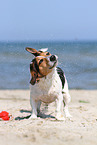shaking Jack-Russell-Mongrel