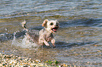 running Maltese-Yorkshire