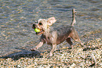 playing Maltese-Yorkshire