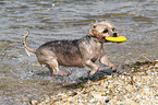 playing Maltese-Yorkshire