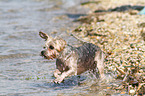 running Maltese-Yorkshire