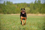 running Rottweiler-Shepherd