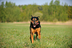 running Rottweiler-Shepherd