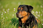 Rottweiler-Shepherd Portrait